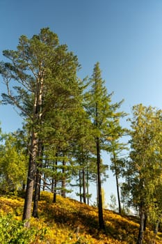 Natural landscape with a view of tall pines. Vertical image