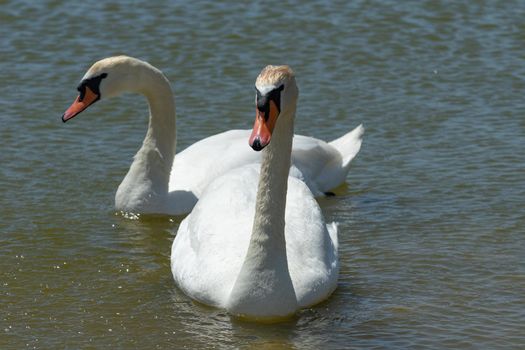 White swans on the water surface of lake Sasyk-Sivash in Yevpatoria. Attraction and beauty of nature of the Crimea.