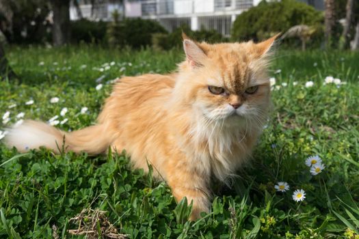 Fluffy red cat walks in the green grass and flowers.