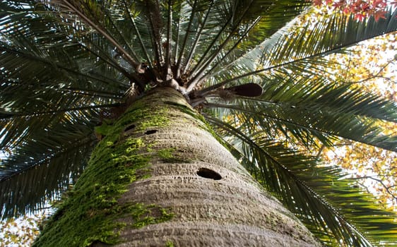Natural background with palm trunk and leaves