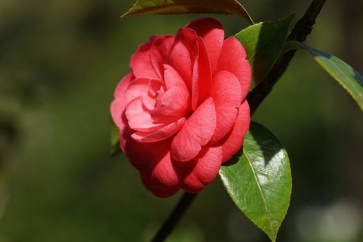 Beautiful pink Camellia flower with green lacquer leaves on blurred background