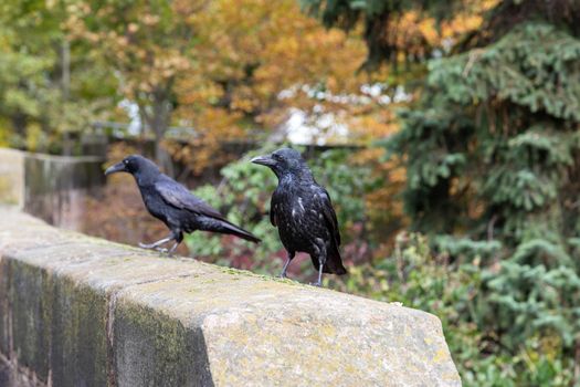 Raven birds on a wall of the Nuremberg castle, Bavaria, Germany  in autunm 