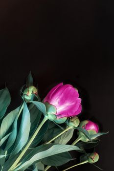 Beautiful pink flowers and buds of peonies surrounded by green leaves on a black background.