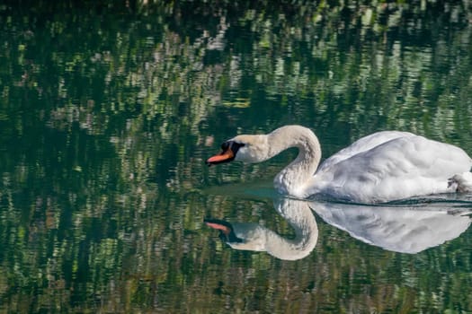 Swan, Cygnus on the Altmuehl river in Essing, Bavaria, Germany sunny day in autumn 