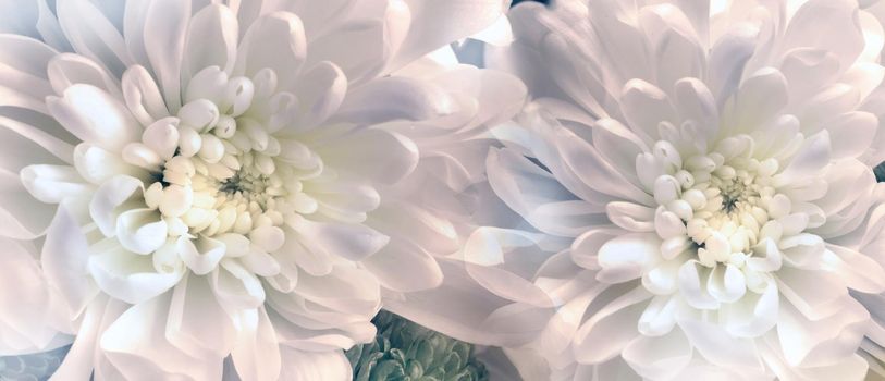 Two beautiful white chrysanthemum flowers in a close-up bouquet. Image in pastel colors