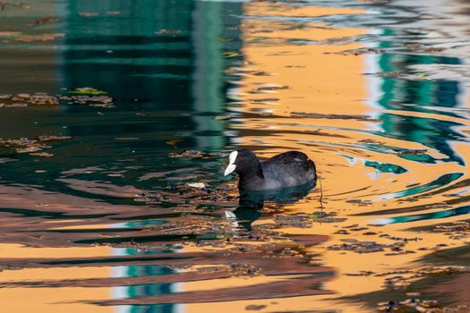 Coot (Fulica atra) on the Altmuehl river in Essing, Bavaria, Germany sunny day in autumn 