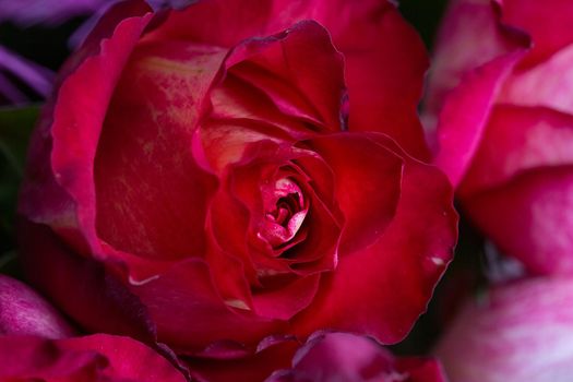 Macro photography of a red rose bud, blur, soft selective focus.