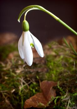 White snowdrop flower among last year's moss and fallen leaves. Presented on a dark background.