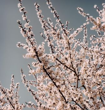 Apricot branch with lots of light pink flowers on a blue sky background.