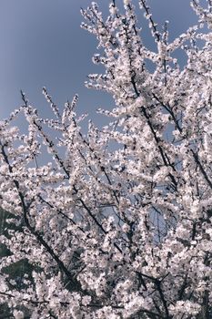 Apricot branch with lots of light pink flowers on a blue sky background.