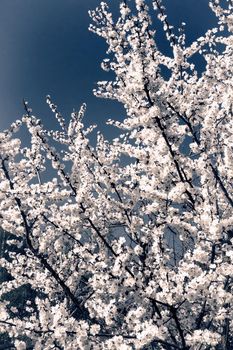 Apricot branch with lots of light pink flowers on a blue sky background.