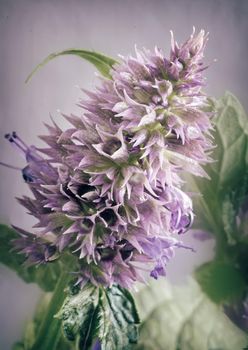 Valuable medicinal plant-aniseed Lofant Lophanthus anisatus . Plant stems with lilac inflorescences and leaves . Presented close-up.