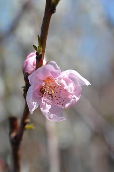 Nectarine Independence flowers - Latin name - Prunus persica var. nucipersica Independence