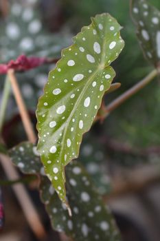 Polka dot begonia leaves - Latin name - Begonia maculata