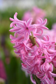 Common hyacinth flower - Latin name - Hyacinthus orientalis