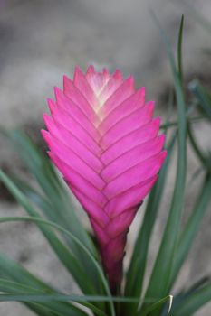 Pink quil - Latin name - Tillandsia cyanea