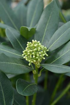 Skimmia Kew White flower buds - Latin name - Skimmia japonica Kew White