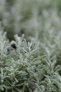 Cypress lavender cotton leaves - Latin name - Santolina chamaecyparissus