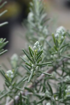 Rosemary flower buds - Latin name - Rosmarinus officinalis