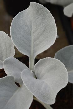 Shining-white ragwort Angel Wings leaves - Latin name - Senecio candidans Angel Wings