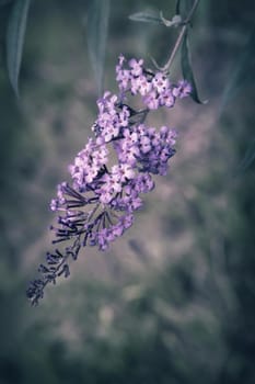 Beautiful inflorescence of decorative shrub buddleja Davidii, consisting of many small lilac flowers on the background of the garden.