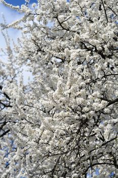 Cherry Plum tree - Latin name - Prunus cerasifera