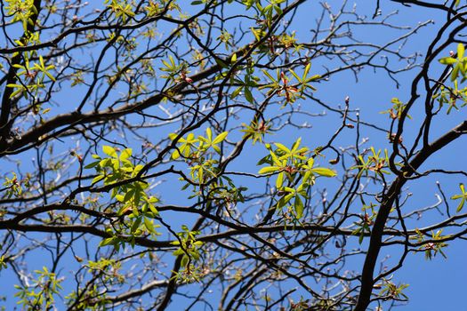 Common horse chestnut new leaves - Latin name - Aesculus hippocastanum