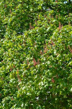 Red horse chestnut - Latin name - Aesculus x carnea