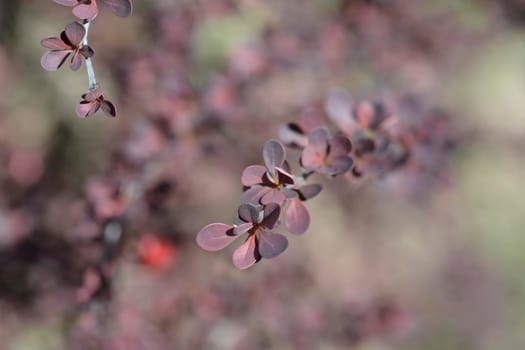 Purple Japanese barberry branches - Latin name - Berberis thunbergii f. atropurpurea