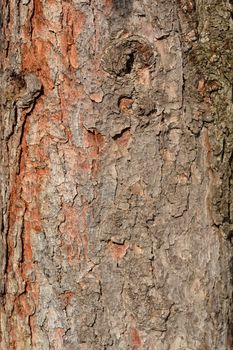 Serbian spruce bark detail - Latin name - Picea omorika