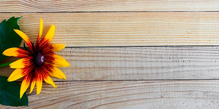 On a light wooden rustic background a beautiful rudbecia flower with large petals. Top view, copy space.