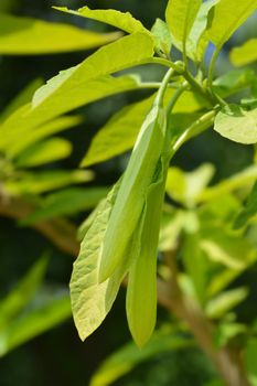 Angels trumpet flower buds - Latin name - Brugmansia suaveolens