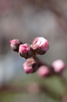 Nectarine May Grand flower buds - Latin name - Prunus persica var. nucipersica May Grand