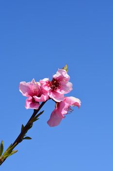 Peach tree flowers - Latin name - Prunus persica
