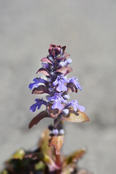 Bugle Burgundy Glow - Latin name - Ajuga reptans Burgundy Glow