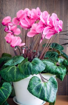 On light green background, bright pink flowers of cyclamen surrounded by green leaves.