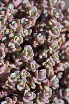 Showy stonecrop leaves - Latin name - Hylotelephium cyaneum (Sedum cyaneum)