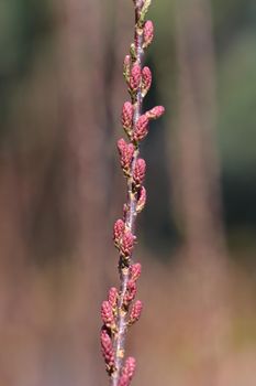 Four-stamen tamarisk flower buds - Latin name - Tamarix tetrandra