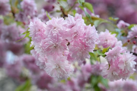 Japanese flowering cherry Kiku-Shidare-Zakura flowers - Latin name - Prunus Kiku-Shidare-Zakura