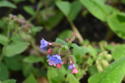 Common lungwort - Latin name - Pulmonaria officinalis