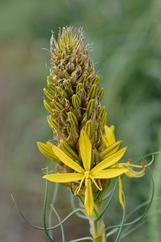 Kings spear yellow flower - Latin name - Asphodeline lutea