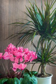 Potted flowers: blooming pink cyclamen and tropical plant dracaena.