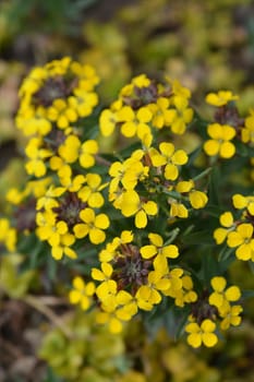 Alpine Wallflower Golden Gem yellow flowers - Latin name - Erysimum Golden Gem