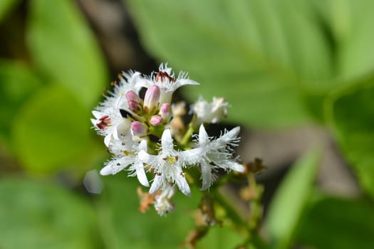 Common bogbean - Latin name - Menyanthes trifoliata