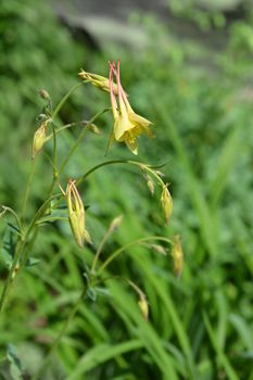 Barnebys columbine - Latin name - Aquilegia barnebyi