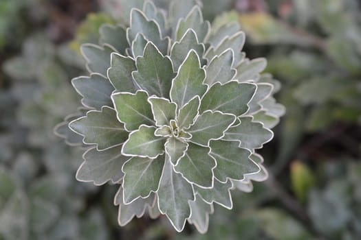 Gold and silver chrisanthemum leaves - Latin name - Ajania pacifica
