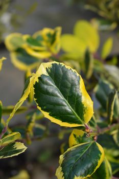 Holly Golden King - Latin name - Ilex × altaclerensis Golden King