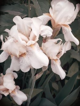 Closeup of the beautiful blossoms of pale yellow iris flowers on a background of garden irises and other flowers.