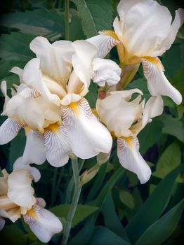 Closeup of the beautiful blossoms of pale yellow iris flowers on a background of garden irises and other flowers.