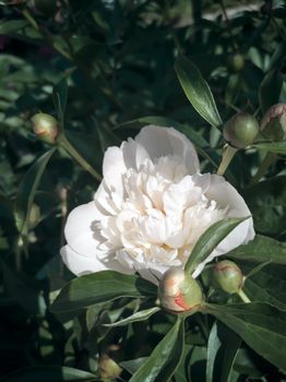 The beautiful large white peony blossoming in a garden among the green leaves, is photographed by a close up.